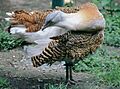 Otis tarda (Kyiv Zoo)