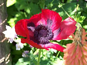 Papaver bracteatum im Botanischen Garten Erlangen.JPG