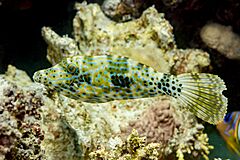 Pez lija pintado (Aluterus scriptus), mar Rojo, Egipto, 2023-04-19, DD 47.jpg