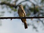 Archivo:Piratic flycatcher
