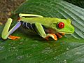 Red-eyed Tree Frog (Agalychnis callidryas) (6941168748)