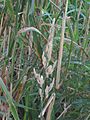 Rietgras bloeiwijze Phalaris arundinacea