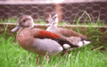 Ringedteal