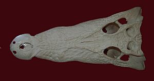 Archivo:Saltwater crocodile skull