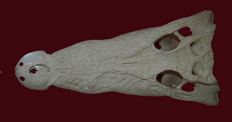 Saltwater crocodile skull
