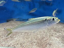 Sardinella zunasi Shibukawa.jpg