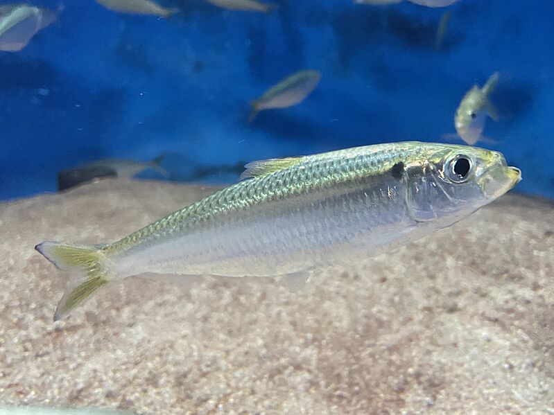 Sardinella zunasi Shibukawa