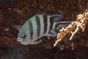 Archivo:Sargento Mayor (Abudefduf sexfasciatus), parque nacional Ras Muhammad, Egipto, 2022-03-28, DD 79