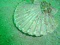 Scallop at Windmill Beach DSC00704