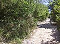 Sendero Principal hacia el Cerro de la Silla
