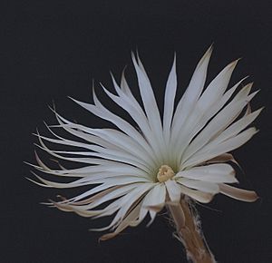 Archivo:Setiechinopsis mirabilis (14617367680)