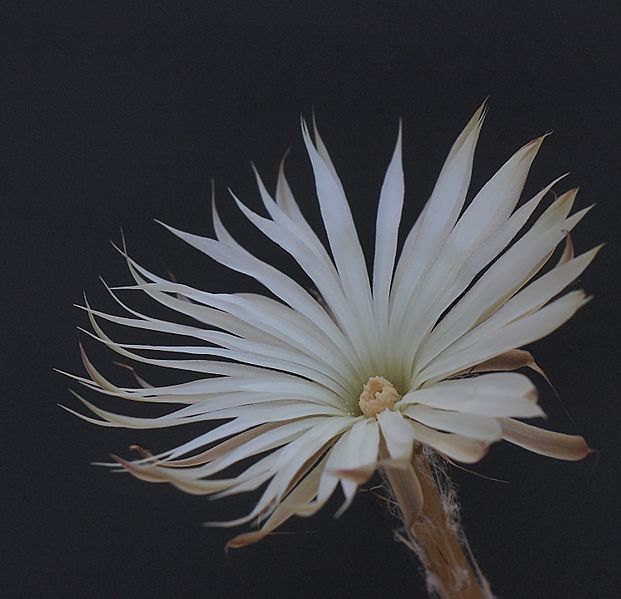 Setiechinopsis mirabilis (14617367680)