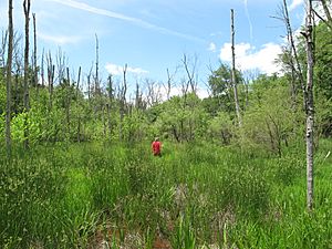 Archivo:Southern Appalachian bog May 2010