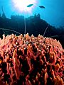 Stenopus hispidus (Banded cleaner shrimp)