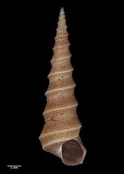 Stiracolpus ahiparanus (AM MA72158-1).jpg