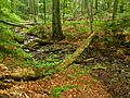 Stužica primeval forest, Slovakia