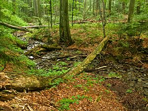 Archivo:Stužica primeval forest, Slovakia