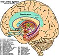 The Limbic System and Nearby Structures - John Taylor