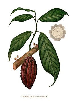 Theobroma cacao Blanco clean.jpg