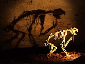 Archivo:Thylacoleo skeleton in Naracoorte Caves