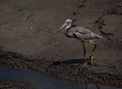 Tricolored heron In Six Mile Cypress Slough Preserve