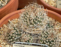 Turbinicarpus schmiedickeanus 1.jpg