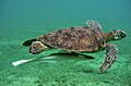 Turtle-Moheli