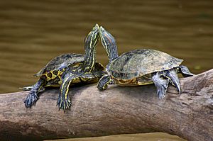 Archivo:Turtles Costa Rica