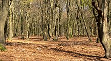 Tussen Elspeet en Apeldoorn, bomen op de Veluwe IMG 4694 2020-04-16 15.32