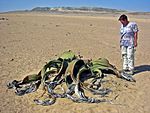Archivo:Welwitschia mirabilis(1)