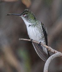 Archivo:White-bellied Hummingbird (cropped)