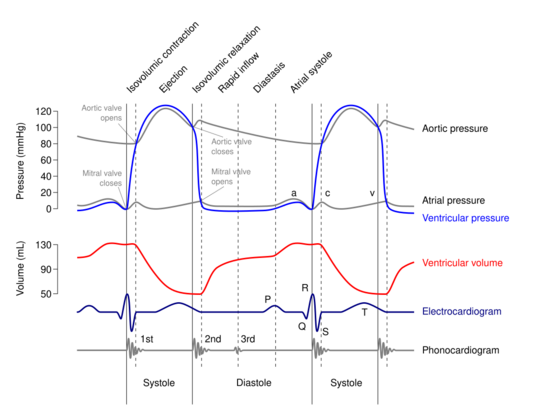 Archivo:Wiggers Diagram