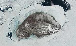 Archivo:Wrangel-island-sat