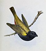 Archivo:Yellow-shouldered Grassquit (Loxipasser anoxanthus) Illustrations of the birds of Jamaica (1849)