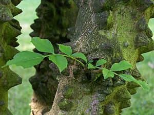 Archivo:Zanthoxylum simulans Hance