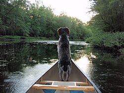 "Allagash" on the Souadabscook River - panoramio.jpg