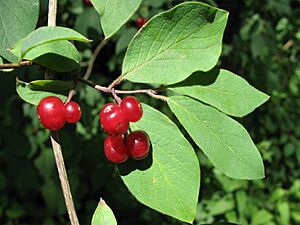 Archivo:1009 - Obertraun-Winkle - Berries