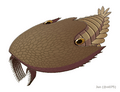 20200329 Cambroraster falcatus