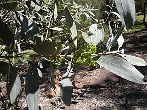 Archivo:Acacia holosericea foliage and immature pods