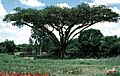 Acacia sieberiana 2