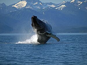 Archivo:Adult Humpback Whale breaching