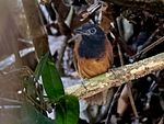 Archivo:Akletos melanoceps - White-shouldered Antbird (female); River Moa, Mancio Lima, Acre, Brazil