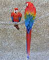 Ara macao -Seaview Wildlife Encounter, Seaview, Isle of Wight, UK-8a