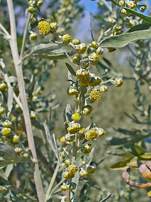 Archivo:Artemisia absinthium 0002