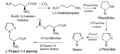 BIOSINTESIS DE B-PIRAZOL-1-IL-ALANINA