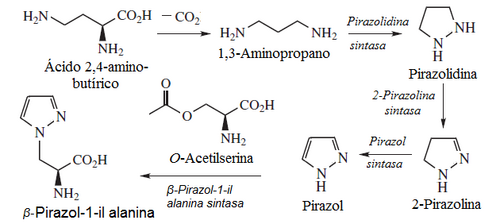 BIOSINTESIS DE B-PIRAZOL-1-IL-ALANINA.png