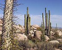Archivo:Baja California Desert