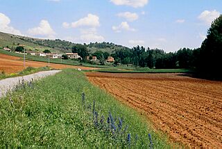Benamira (2007).jpg