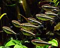 BlackNeonTetra1