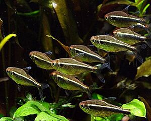 Archivo:BlackNeonTetra1